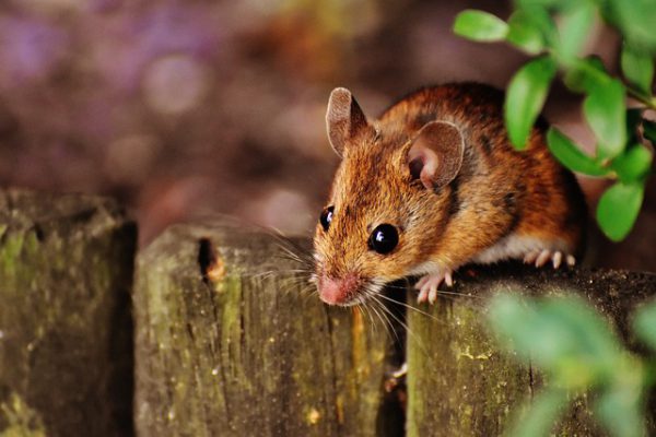 H&H Protect GmbH | Mäuse Ratten bekämpfen